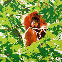 Zeefdruk: Orang Oetang
