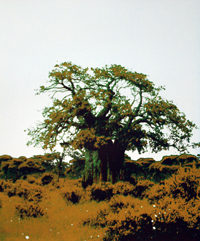 Zeefdruk: Baobab